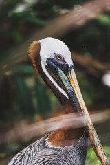 portrait of a pelican in Belize 