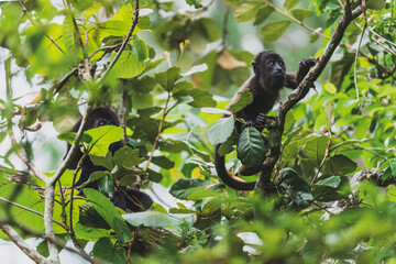 Young howler monkey I’m Belize 