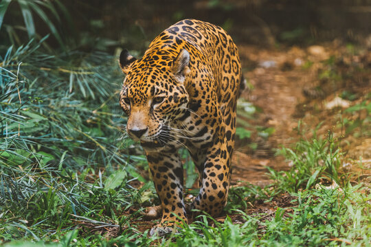 Jaguar In Belize 