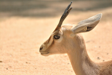 Obraz premium impala antelope portrait