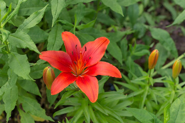 One scarlet lily close-up against a background of blurred green grass in the garden