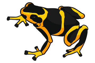 Yellow-black spotted poison dart frog. Little frog. Tropical amphibia 