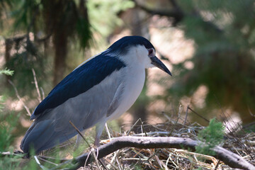 crowned heron