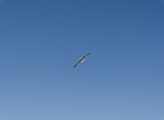 bird in flight