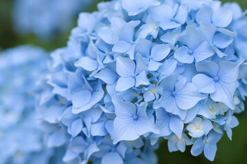 Blue Hydrangea Flowers 