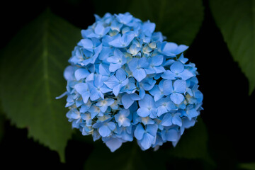 Blue Hydrangea Flowers 