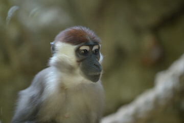 close up of a long macaque