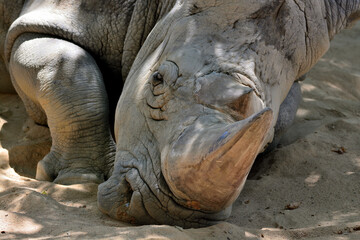 Obraz premium close up of an head