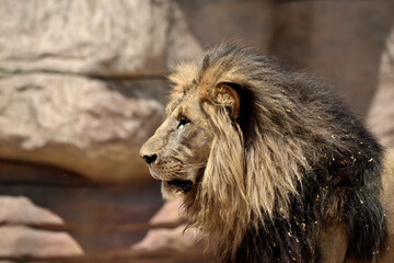 male lion portrait