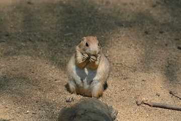 Obraz premium squirrel on the ground