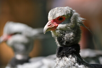 portrait of a chicken