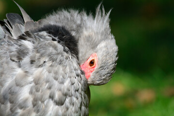 grey crowned pigeon