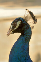 portrait of a peacock