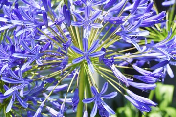 Agapanthus flowers.Amaryllidaceae bulbous plant.