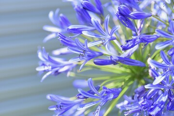 Agapanthus flowers.Amaryllidaceae bulbous plant.