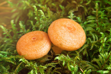 Two Saffron milk mushrooms in moss. Lactarius deliciosus mushroom closeup. Forest mushroom. Selective focus