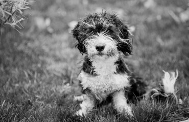 schnauzer puppy
