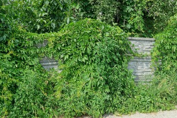 gray concrete wall fence overgrown with green vegetation  - Powered by Adobe