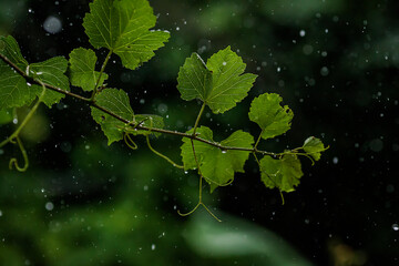 grape leaves in the rain