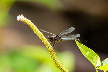 close up of a dragonfly