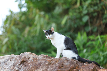 Naklejka na ściany i meble Beautiful cat portrait in nature. Asian cat outdoor.