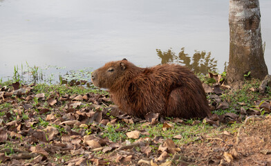 Capybara resting by the lake