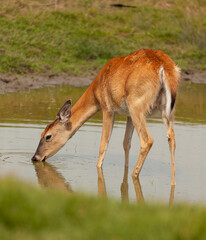A white tailed deer and its reflection in a shallow pond while getting a drink. 