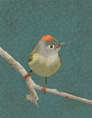 Illustration of a Ruby-crowned Kinglet bird with a patterned background.  