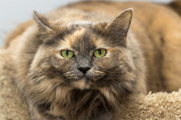 Dani the Cat A1R_7824