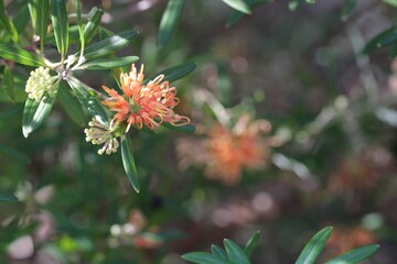 Grevillea 'Apricot Glow' in flower, South Australia