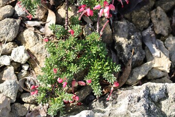 Grevillea lanigera - Mt Tamboritha cultivar, growing in liestone rock garden, South Australia 
