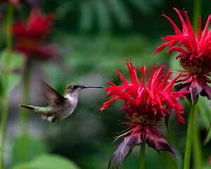 A female Ruby Throated Hummingbird hovering near Monarda flowers in a garden