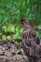 Ruffed grouse, Bonasa umbellus, in the forest