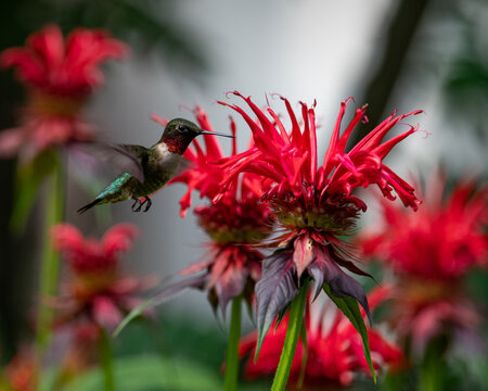 Ruby throated hummingbird hovering at monarda flowers in a garden