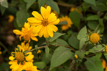 Close up of wild yellow sunflower