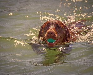 Dogs having joy and fun playing on the beach