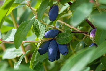 Blue honeysuckle berries on a bush, closeup