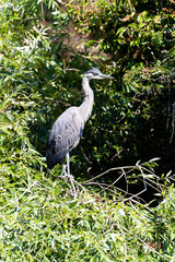 Heron