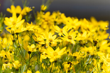 Yellow Flowers