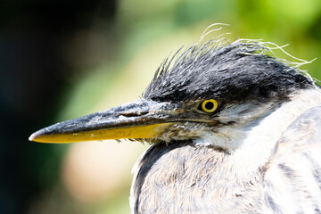 Heron