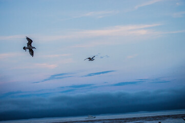 Beach birds
