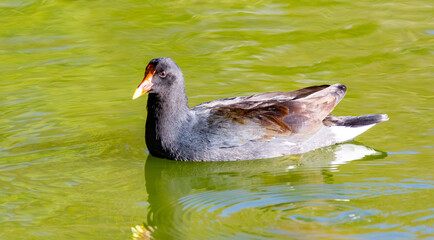 Moorhen isolated in selective focus on water from side in fine detail