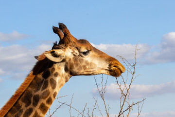 Giraffe closeup feeding on thorny twigs with blurred background of blue sky with clouds.