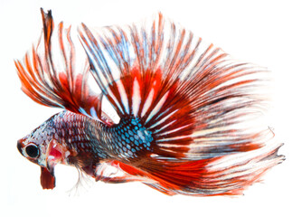halfmoon betta fish, siamese fighting fish, betta splendens
