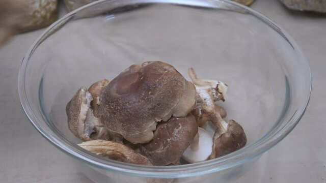 Shiitake Lentinula Edodes mushrooms. home farming cultivation growing Shii Take, mushroom cutting harvest.