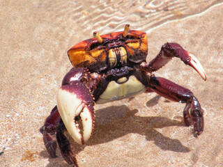 crab on the sand