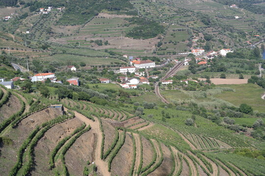 terra&ccedil;o no parreiral