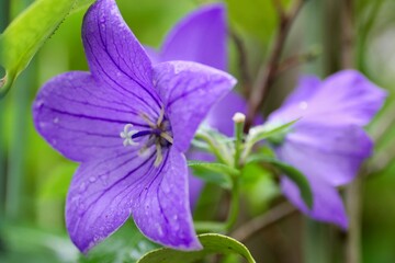 紫色の桔梗の花