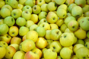 Fresh picked green apples background in the harvest season
