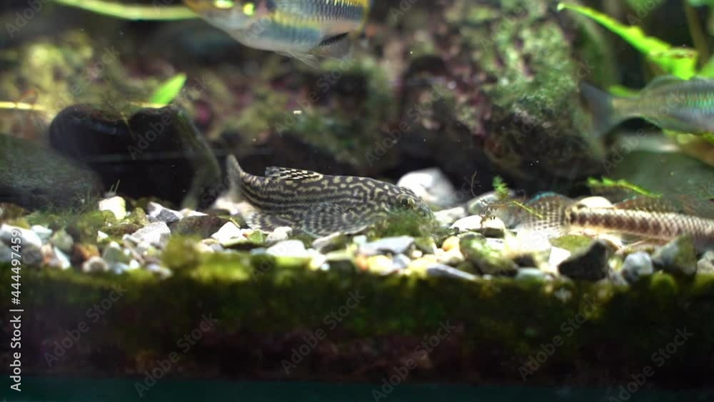 Sticker Tiger Hillstream Loach (Sewellia lineolata) looking for food